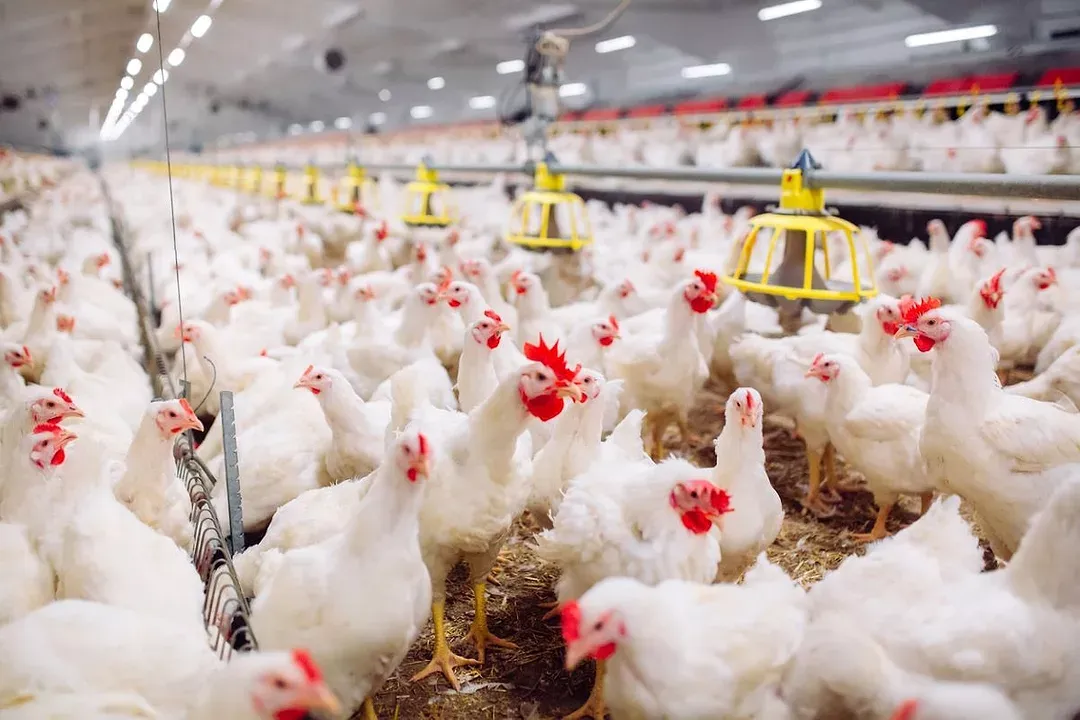 Chicken prices on the rise in Canada amid supply, avian flu concerns