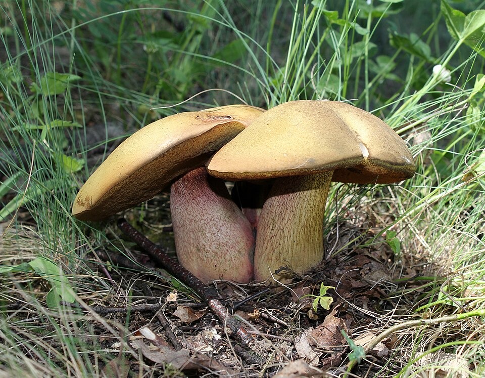 Deadly ‘Death Cap’ Mushrooms Spread in California After Heavy Rains