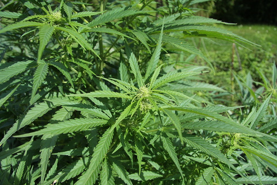 US Pushes Cannabis Reclassification to Boost Medical Research