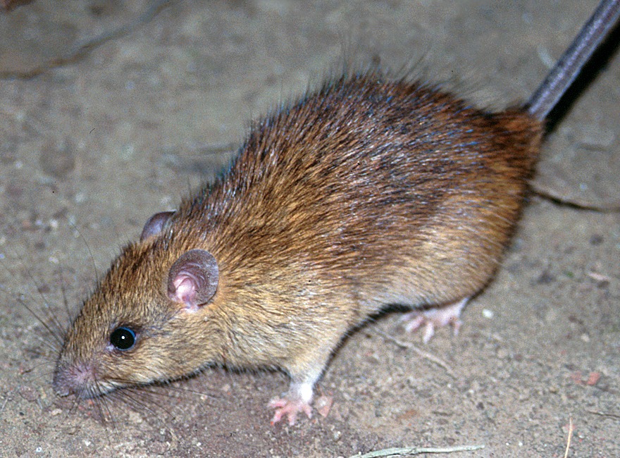 WHO Investigates Rare Hantavirus Outbreak After Three Deaths on Cruise Ship
