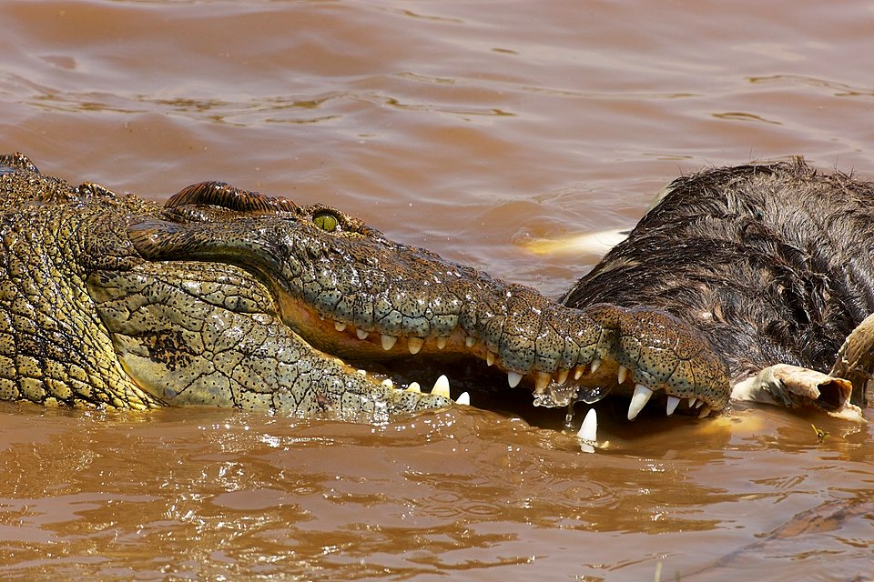 Flood Tragedy Ends in Horror as Body Found Inside Crocodile