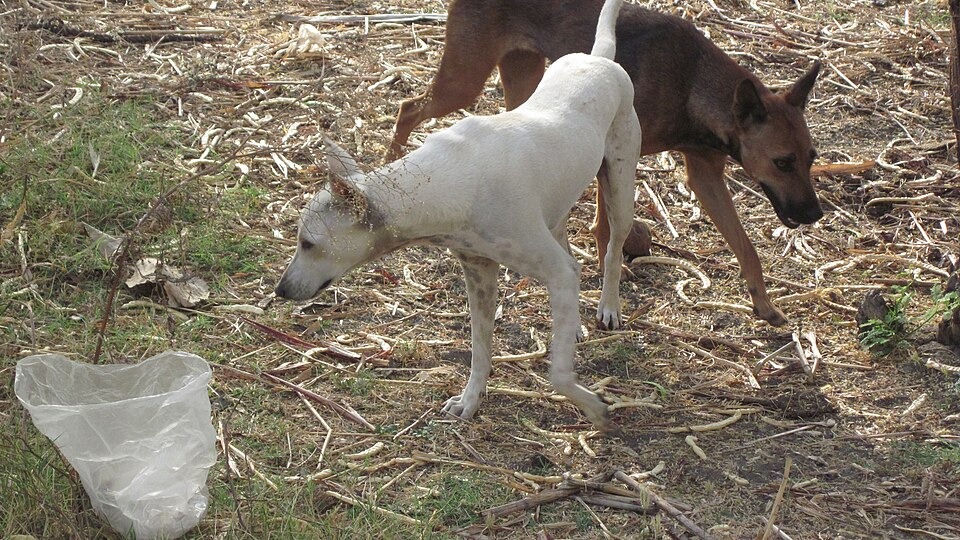 Punjab Orders Statewide Stray Animal Control Task Forces 