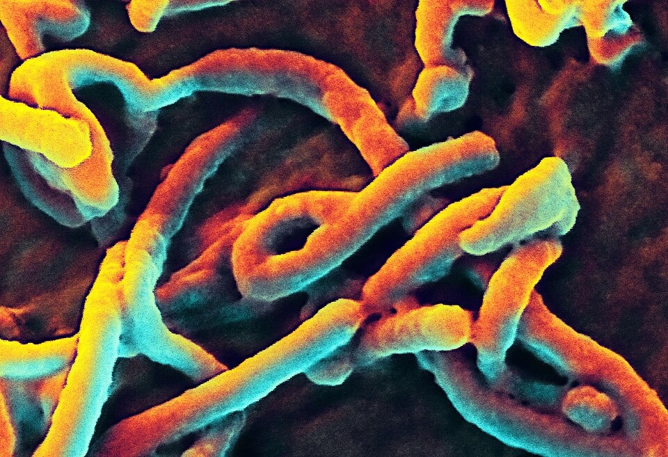 Ebola Outbreak in DRC Declared Global Health Emergency