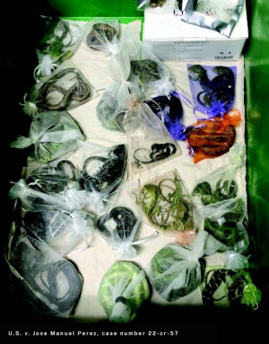 US man sentenced for smuggling animals from Mexico