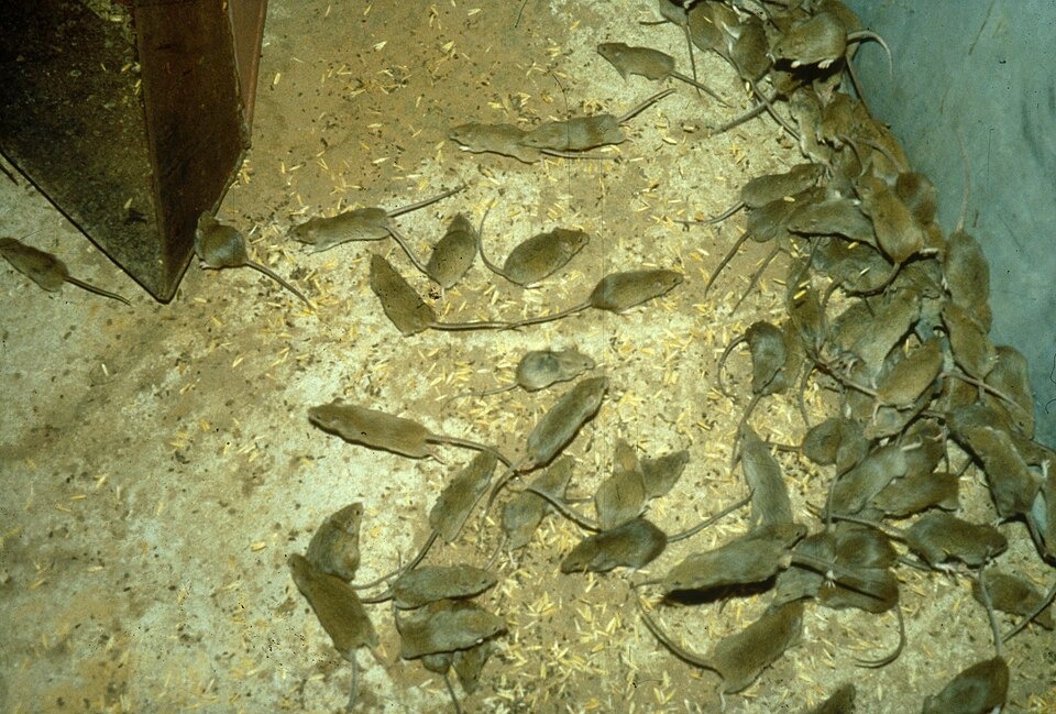 Mouse Plague Devastates Farms in Western and South Australia 