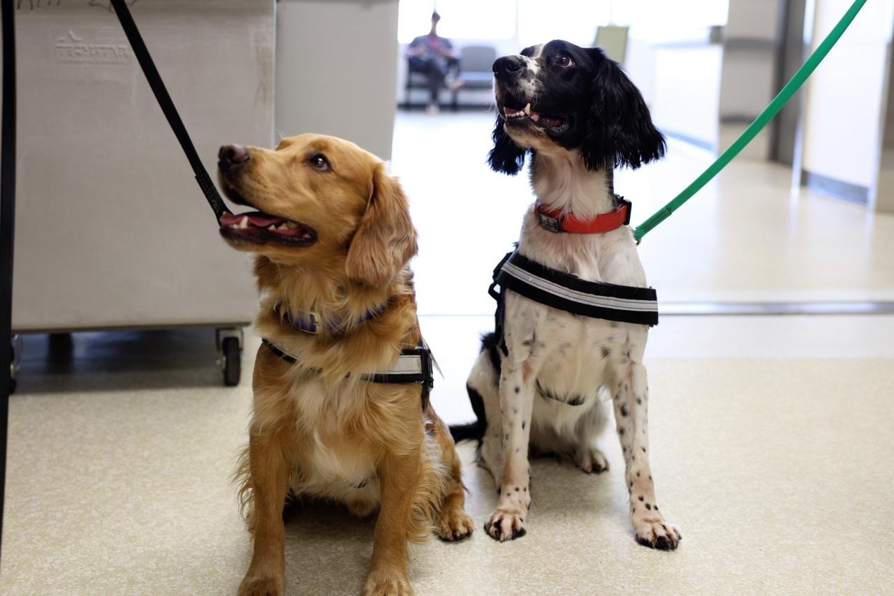 VCH's canine unit to sniff out C. difficile in health-care settings