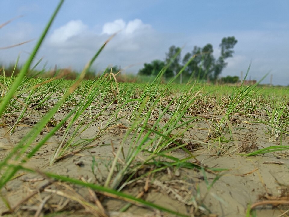 Power demand peaks in Punjab during paddy season 