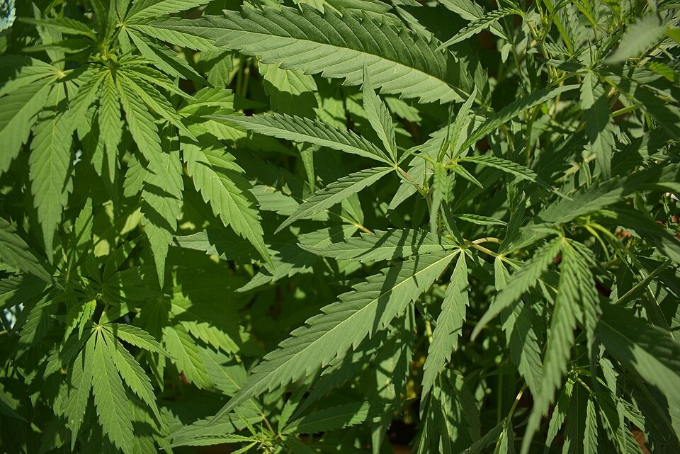 Court Reportedly Limits Federal Ban on Firearm Ownership by Marijuana Users